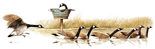 Canadian geese 1